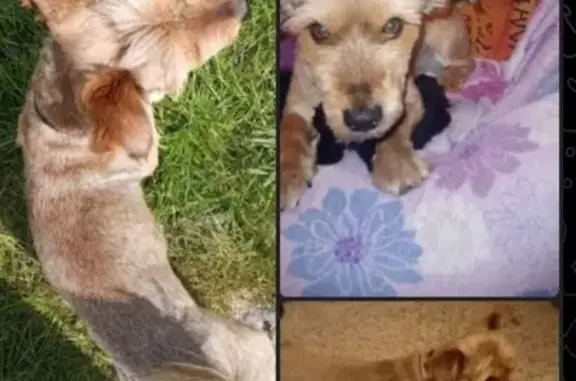 Пропала собака в поселке Октябрьский, вознаграждение за находку!
