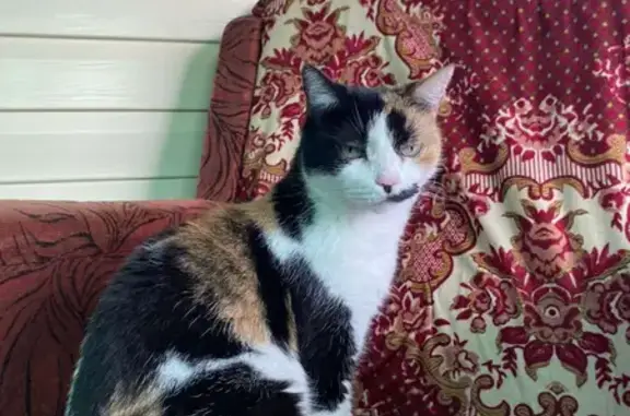 Кошки потеряшки, Тольятти, фото: Потеряшка трехцветная кошка Рада на Тополиной улице, 41