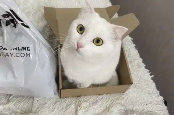 Кошки потеряшки, Набережные Челны, фото: Потеряшка белая кошка в Набережных Челнах 18/05