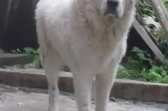 Пропала собака в Тульской области - помогите найти! 🆘