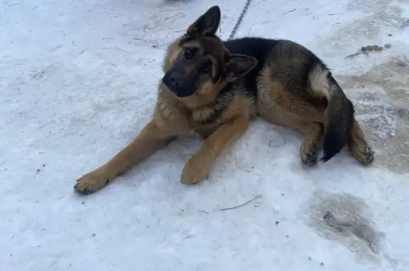 Пропала собака на ул. Паустовского в Хохряках (Дана, чёрный ошейник)