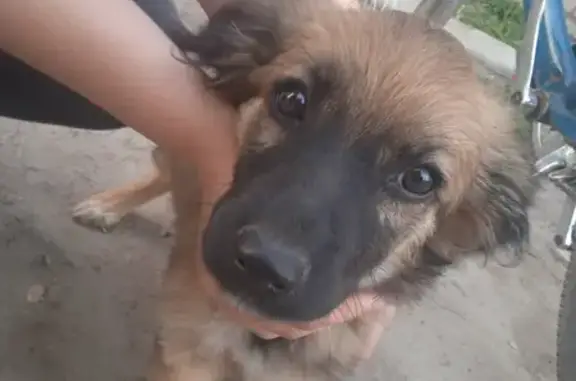 Собака Мальчик найдена на улице Трубчевской, Городцы.