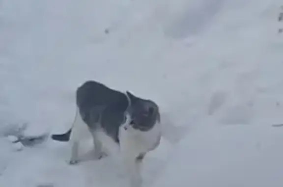 Пропала кошка на улице Пушкина, 16 в Новоульяновске
