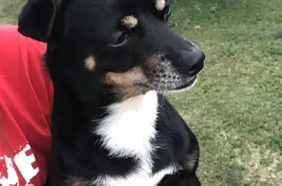 Пропала собака Той терьер в деревне Казмаска, Завьяловский район