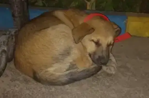 Найдена собака на ул. Гафиатуллина, 49, Альметьевск