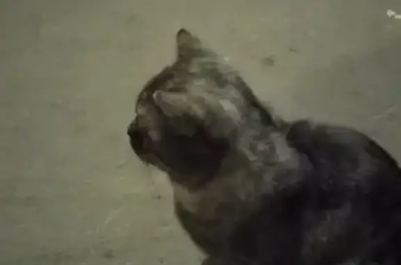 Найдена породистая кошка на Заревом проезде