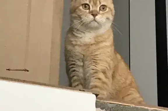 Объявления о пропавших и найденных животных, Курган, фото: Пропал кот в Кургане, рыжий, шотландской породы