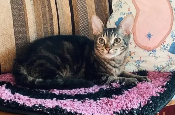 Пропала кошка на Пионерской 17, Хлыстово