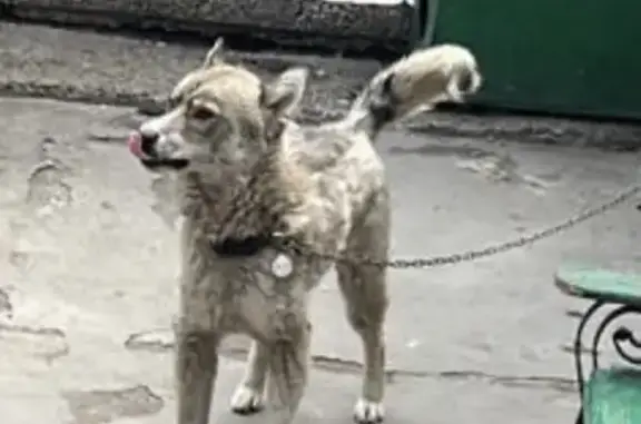 Пропала собака Мальчик на улице Гагарина, 82А, Абакан