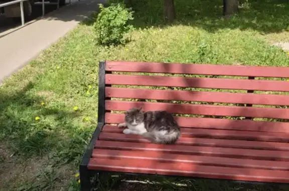 Найдена кошка на улице Героев Панфиловцев, Москва