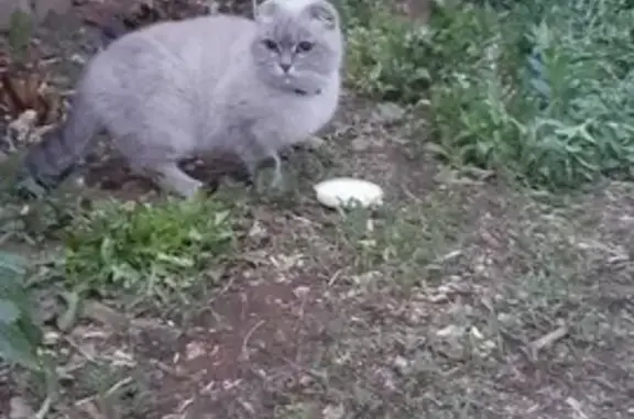 Найдена вислоухая кошка с ошейником на ул. Автомобилистов, Ишимбай