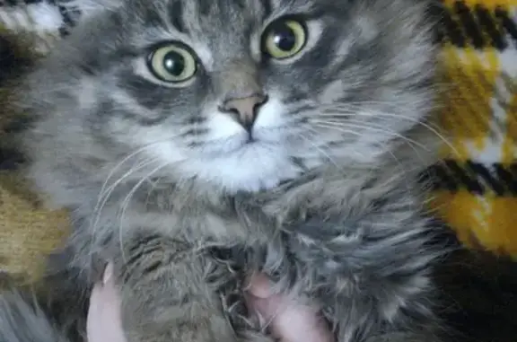 Пропала кошка Кот в Борисоглебске