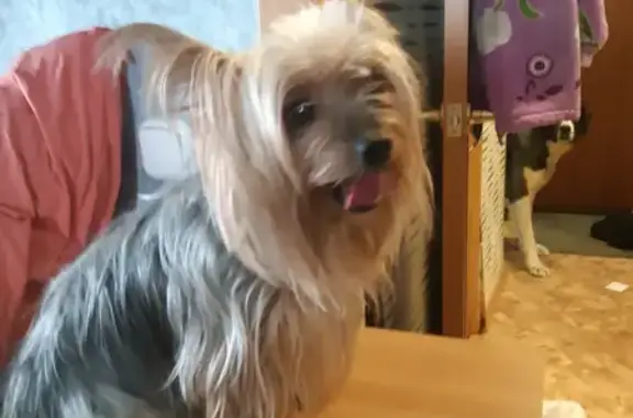 Собака Йорк найдена на Мурманской улице 58