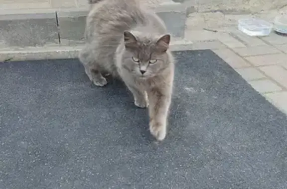 Потерянная кошка на Газовской улице