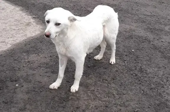 Пропал пес с сердечной патологией в Цимлянском районе, адрес - Атаманский переулок 1.