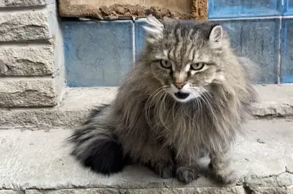 Найдена домашняя кошка на Большой Садовой в Ростове-на-Дону