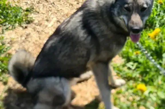Найдена ласковая собака на Копорском тракте