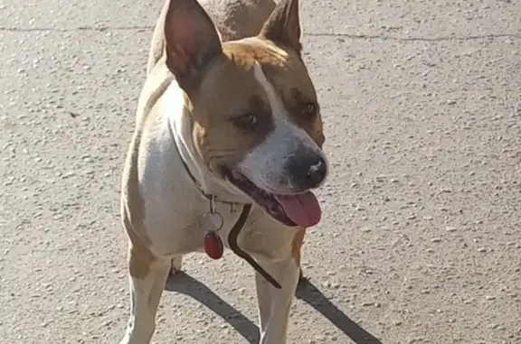 Найдена собака на улице Аносова в районе НЛМК