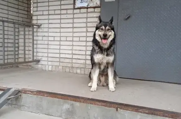 Найдена собака в районе Центр плюс, проспект Ленина 5