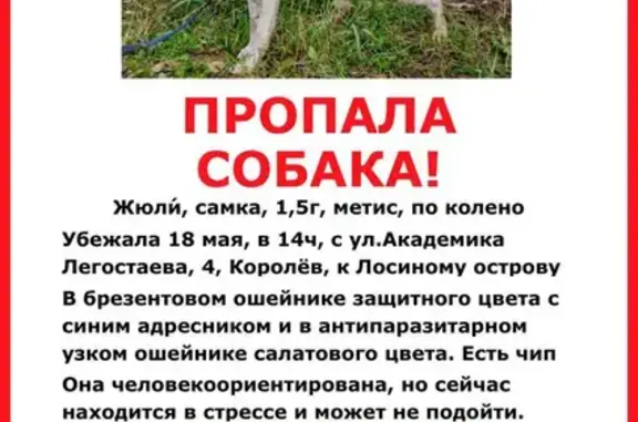 Пропала собака на ул. Академика Легостаева, 4, с пятнышком на спине и тёмными вокруг глаз.