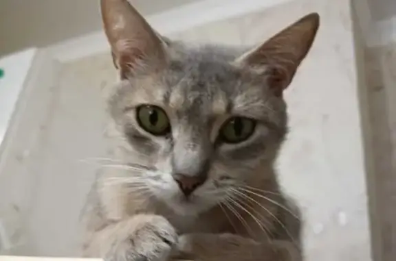 Кошки потеряшки, Ставрополь, фото: Потеряшка кошка на Тухачевского, 24/2, Ставрополь