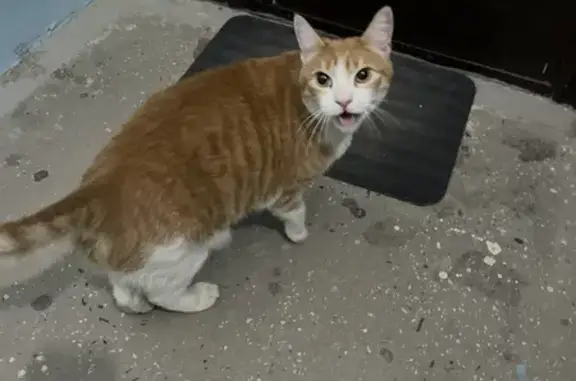 Найден рыжий кот в Горском микрорайоне
