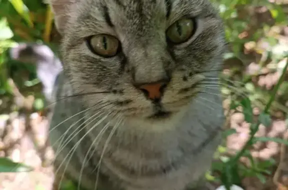 Найдена кошка на ул. Борко, 1 в Ростове-на-Дону