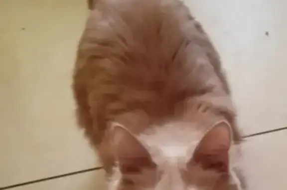 Кошки потеряшки, Ярославль, фото: Потеряшка пугливая кошка на Машиностроителей, 46