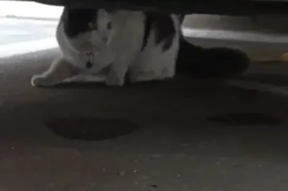 Найдена кошка на Заречной улице, Балашиха