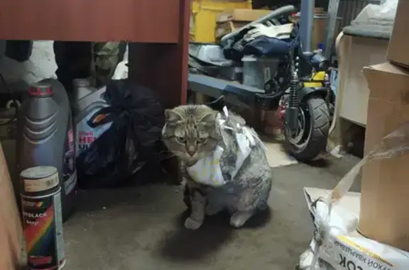 Кошки потеряшки, Санкт-Петербург, фото: Потеряшка кошка с ампутированной лапой и ухом на Глухоозёрском шоссе