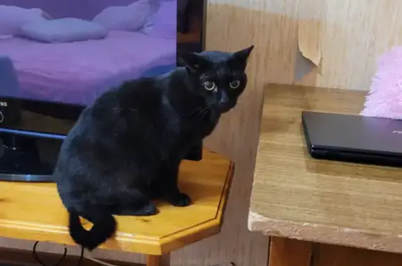 Найдена черная кошка на Зверева 47А