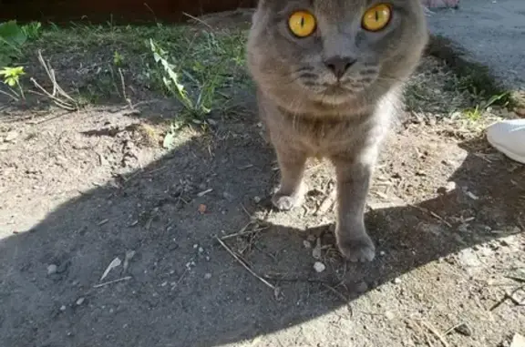 Найдена кошка в Нечевском переулке, 30, Томск