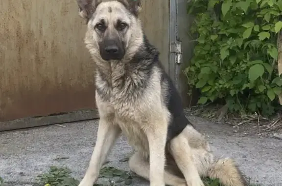 Собака найдена в Русскохаланском сельском поселении (14К-7)