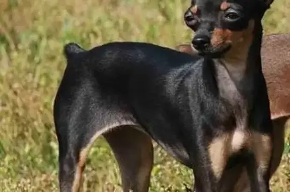 Пропала собака Кабель в Ангарске (24, черно-коричневый)