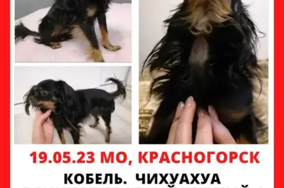 Собака найдена на ул. Ленина (дублёр) 21А, Красногорск