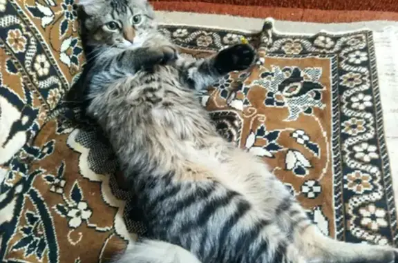 Пропала кошка на ул. Кирова, 26 в Малоярославце