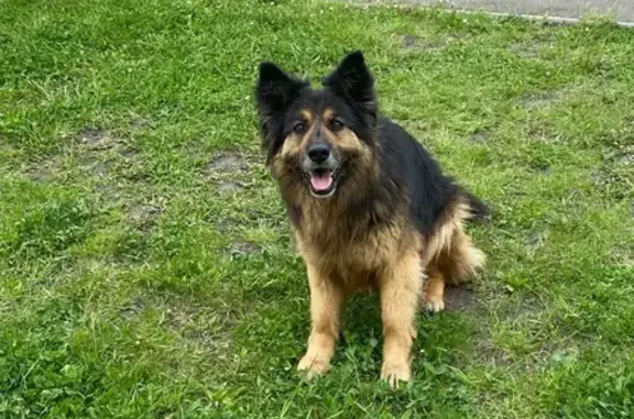 Найдена собака в Иннополисе на Спортивной, ищем новый дом