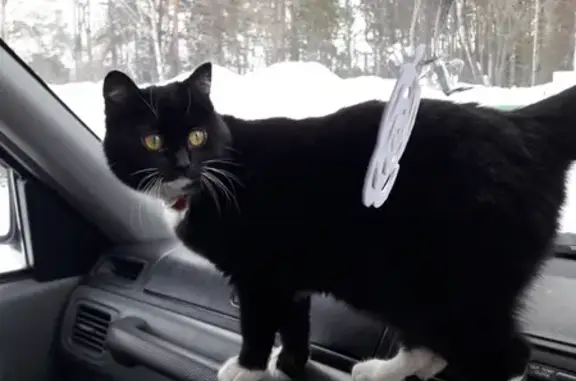 Пропала черная кошка на улице Высоцкого, 25 с7, Томск