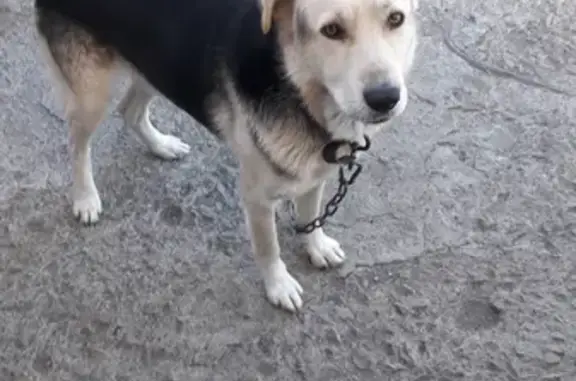 Пропала собака на Почтовой ул. 56 в Полетаево