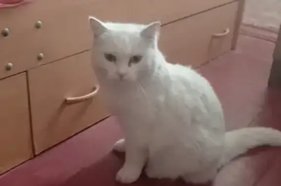 Кошки потеряшки, Омск, фото: Потеряшка кошка в СНТ Строитель, г. Омск, ул. Партизанская