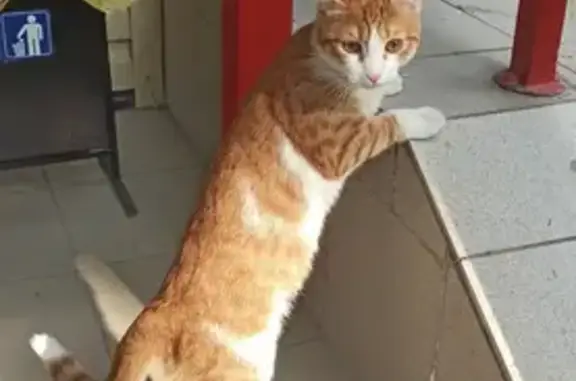 Найден рыжий кот, обращаться в парикмахерскую на Одесской