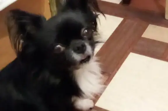 Собаки потеряшки, Санкт-Петербург, фото: Потеряшка чихуахуа на ул. Матроса Железняка, СПб