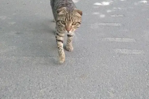 Кошка на Голубятникова, 29 в Казани