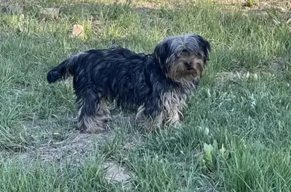 Собака Йорк найдена в Белоярском водохранилище, Сарапулка