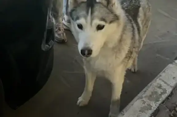 Собака Хаски найдена на Нахимовском проспекте 24, Москва
