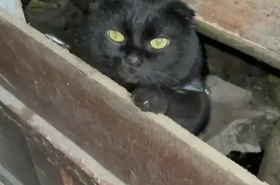 Найдена кошка на Горького 31 в Челябинске