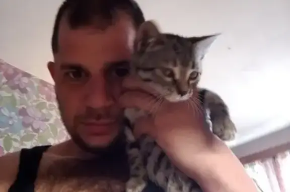 Пропала кошка на Бухарестской, 148 к1 литА