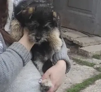 Пропала собака на улице Тельмана, Новошахтинск