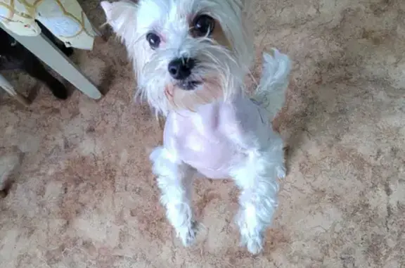 Найдена собака, Санкт-Петербург, фото: Собака найдена на площади Александра Невского, СПб, 10 утра.