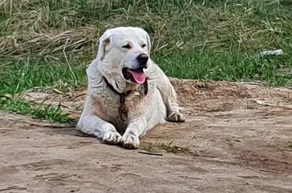 Найдена собака в Кудаево, Московская область